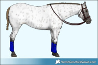 Horse Color:Smoky Grullo Roan Appaloosa 