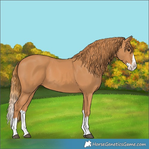 Horse Color:Chestnut Splash 
