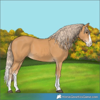 Horse Color:Chestnut Splash 