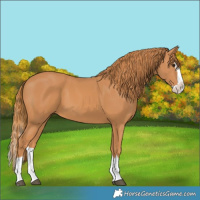 Horse Color:Chestnut Splash