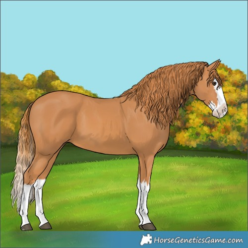 Horse Color:Chestnut Splash 