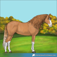 Horse Color:Chestnut Splash 