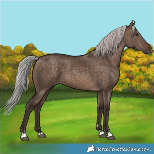 Horse Color:Silver Brown Dun 