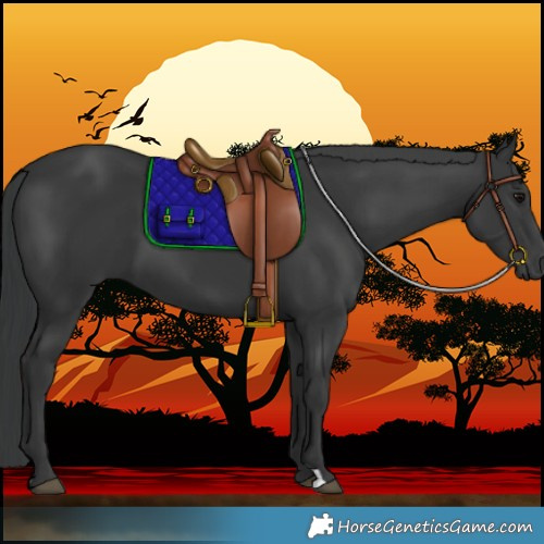 Horse Color:Black 