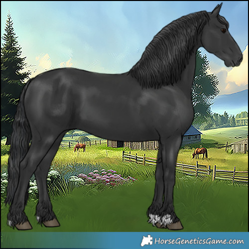 Horse Color:Black 
