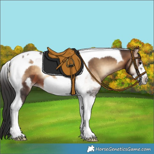 Horse Color:Bay Onyx Tobiano Frame 