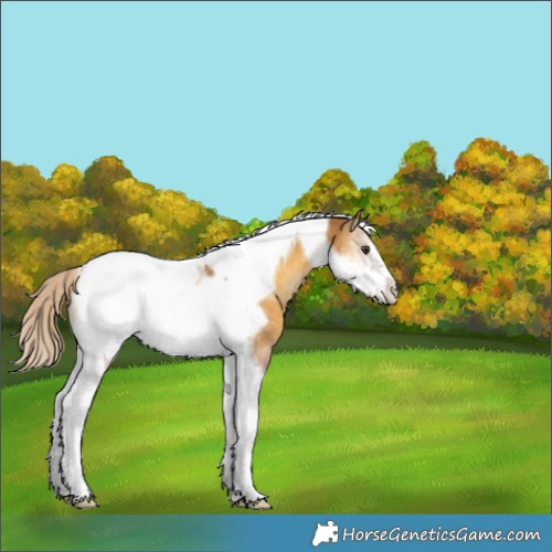 Horse Color:Palomino Onyx Tobiano Frame Appaloosa 