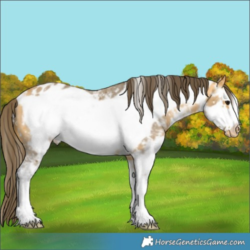 Horse Color:Buckskin Sabino Frame Appaloosa 