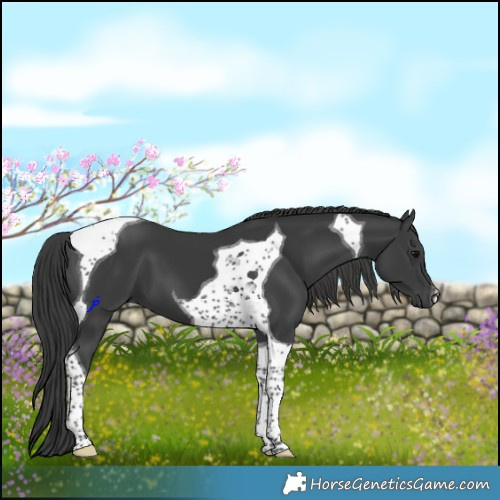 Horse Color:Black Tobiano