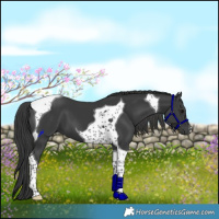 Horse Color:Black Tobiano 
