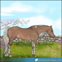 Horse Color:Silver Brown Dun Tobiano 