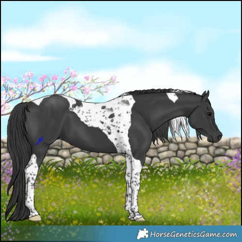 Horse Color:Black Tobiano