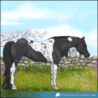 Horse Color:Black Tobiano 