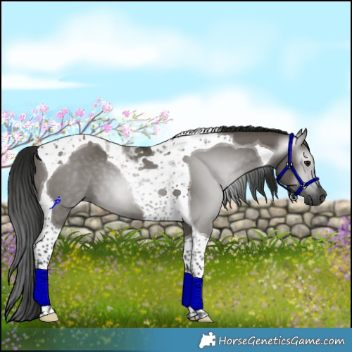 Horse Color:Gray Smoky Grullo Tobiano