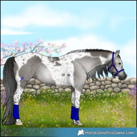 Horse Color:Gray Smoky Grullo Tobiano