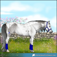 Horse Color:Gray Smoky Grullo Tobiano 
