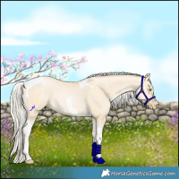 Horse Color:Silver Smoky Grullo Pearl Tobiano 