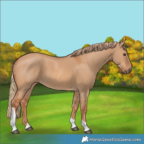 Horse Color:Red Dun Tobiano 