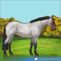 Horse Color:Bay Roan 
