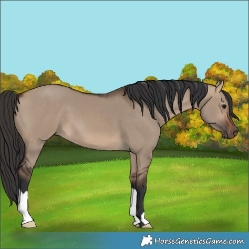 Horse Color:Bay Dun 