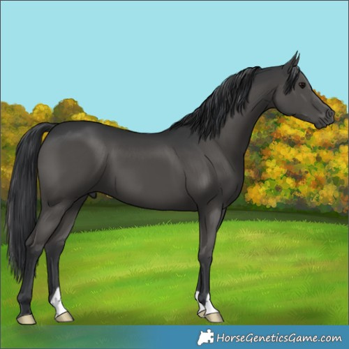 Horse Color:Black 