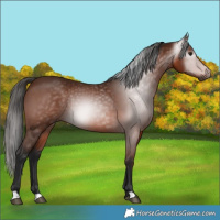 Horse Color:Gray Bay 
