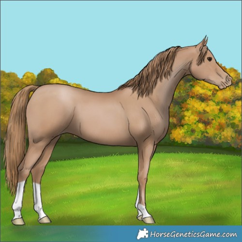 Horse Color:Black Pearl