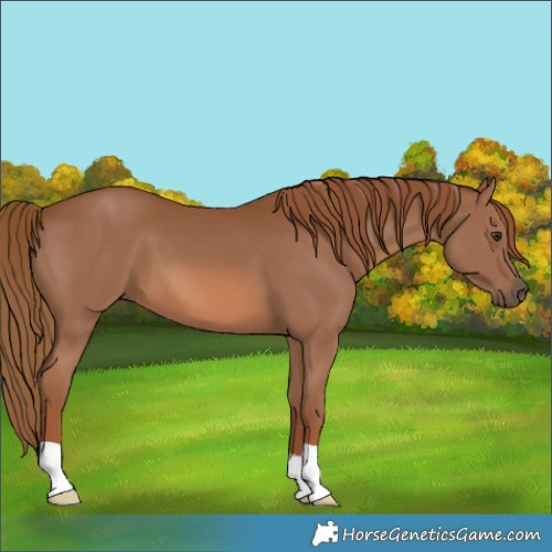 Horse Color:Chestnut 