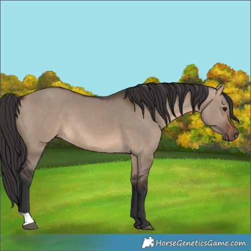 Horse Color:Brown Dun 