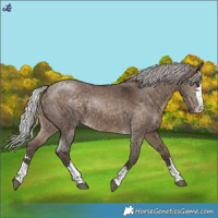 Horse Color:Silver Brown Dun 