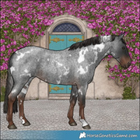 Horse Color:White Spotted Liver Red Roan 