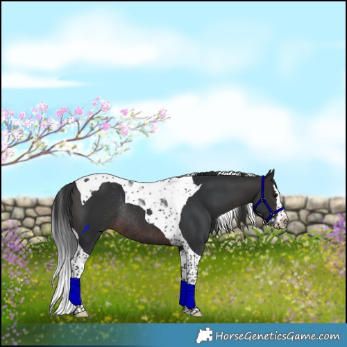 Horse Color:Brown Splash Tobiano Rabicano 