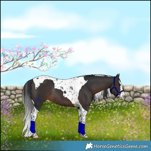 Horse Color:Brown Splash Tobiano Rabicano