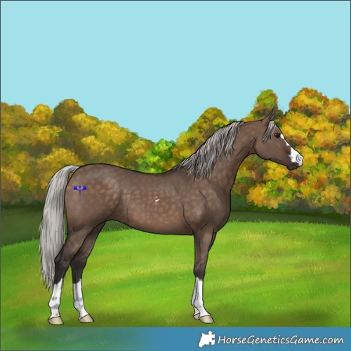 Horse Color:Silver Brown Dun 