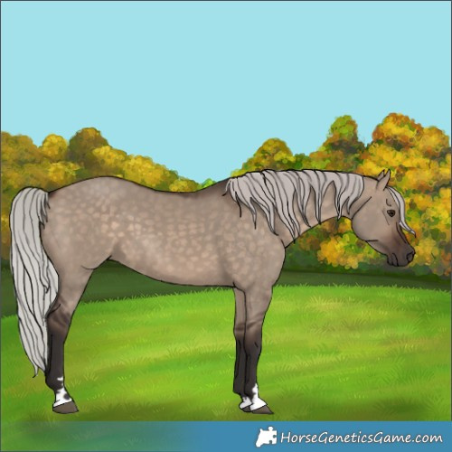 Horse Color:Silver Brown Dun 