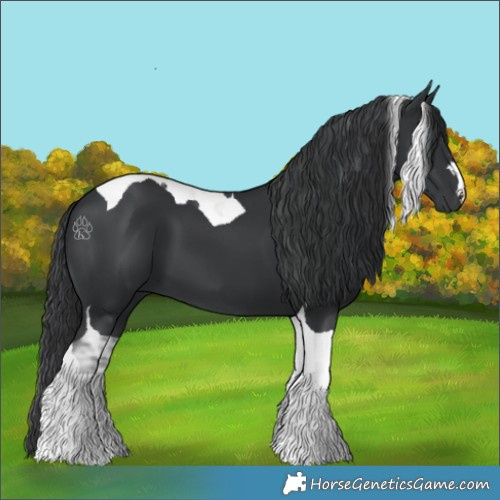 Horse Color:Black Tobiano