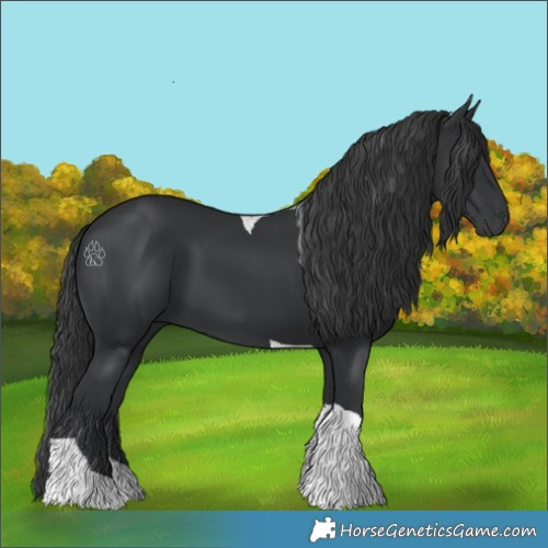 Horse Color:Black Tobiano
