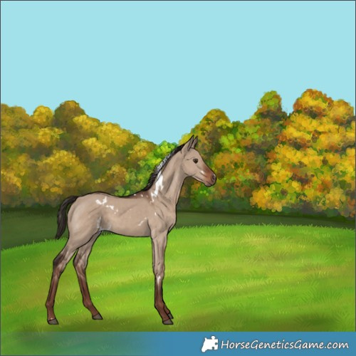 Horse Color:White Spotted Liver Red Dun 