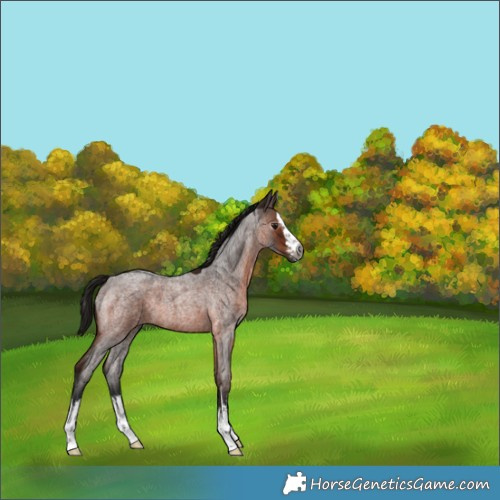 Horse Color:Gray White Spotted Bay Roan 