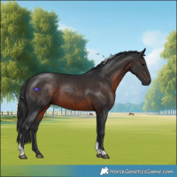 Horse Color:Brown Tobiano