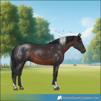 Horse Color:Brown Tobiano