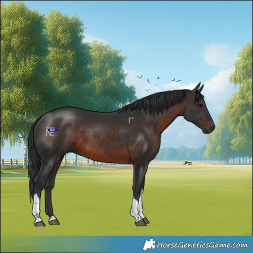 Horse Color:Brown Tobiano 
