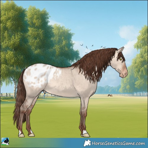 Horse Color:Sable Champagne Dun Appaloosa 