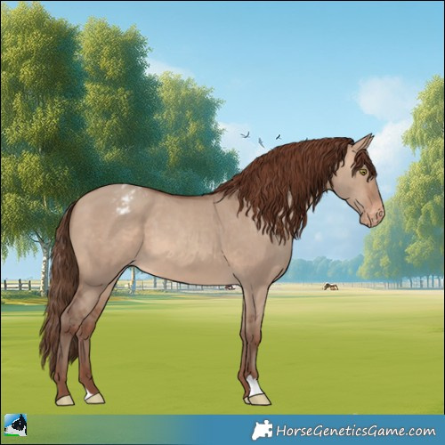 Horse Color:Sable Champagne Dun Appaloosa 
