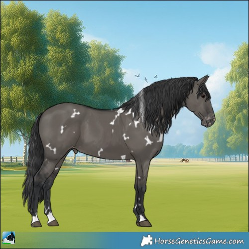 Horse Color:White Spotted Grullo Appaloosa 