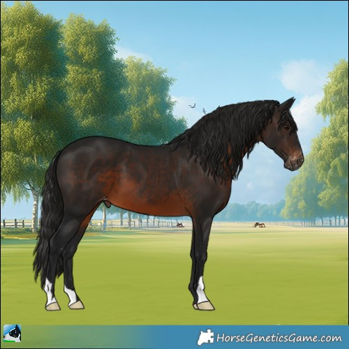 Horse Color:Gray Brown Appaloosa 