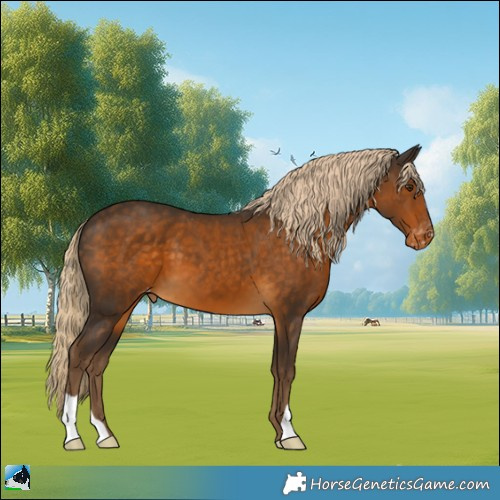 Horse Color:Chocolate Palomino Appaloosa 