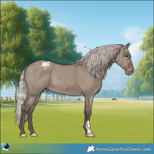Horse Color:Silver Grullo Appaloosa 