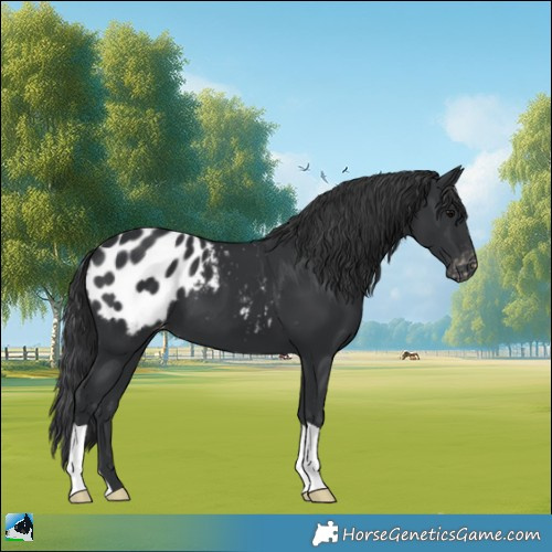 Horse Color:Black Appaloosa 