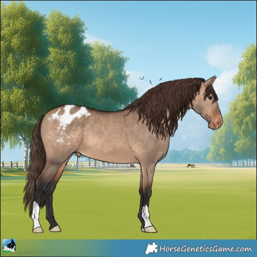 Horse Color:Bay Dun Appaloosa 
